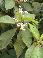 Saurauia ursina