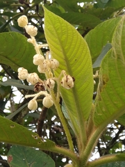 Saurauia ursina