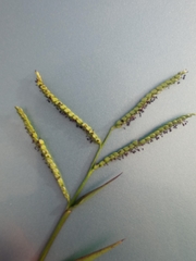Paspalum pubiflorum glabrum
