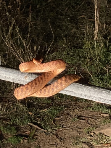 Brown Tree Snake sighting