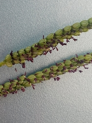 Paspalum pubiflorum glabrum