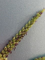 Paspalum pubiflorum glabrum