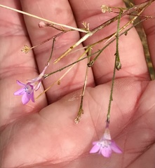 Saltugilia splendens