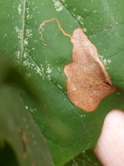 Ectoedemia platanella