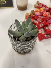 Pachyphytum compactum