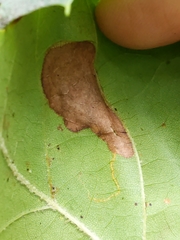 Ectoedemia platanella