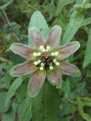 Zinnia peruviana