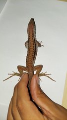 Aspidoscelis costatus