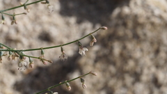 Eriogonum apiculatum