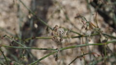 Eriogonum apiculatum