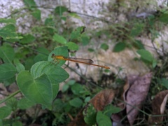 Ceriagrion rubiae