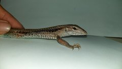 Aspidoscelis costatus