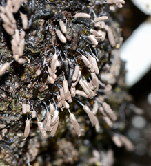 Stemonitopsis typhina