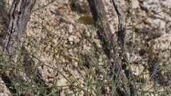 Eriogonum apiculatum