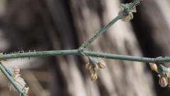 Eriogonum apiculatum