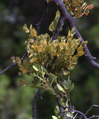 Viscum ovalifolium