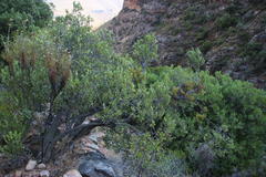 Viscum ovalifolium