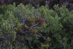 Viscum ovalifolium