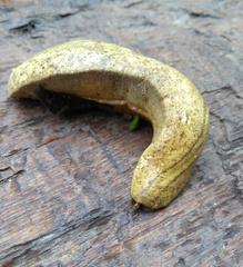 Vaginulus taunaisii
