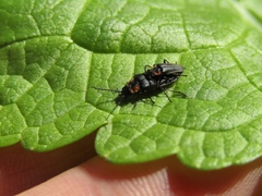 Polemius denticornis