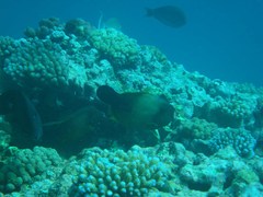 Amanses scopas