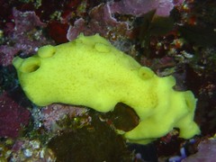 Leucetta chagosensis