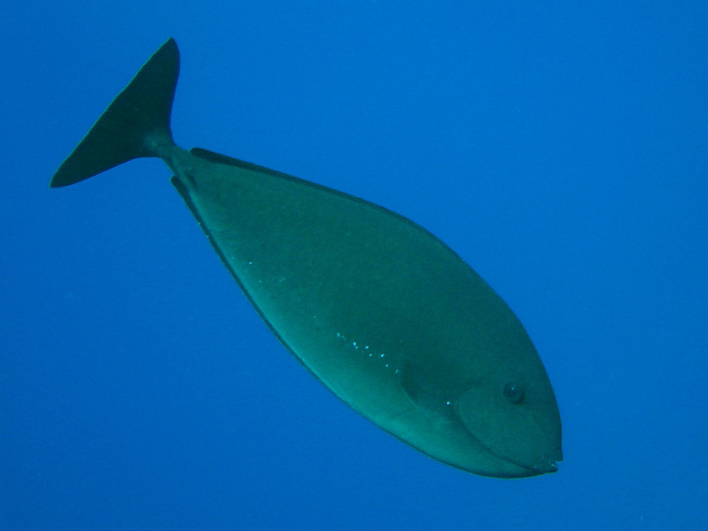 Gray Unicornfish