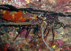 Panulirus longipes bispinosus