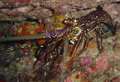 Panulirus longipes bispinosus