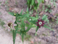 Zinnia peruviana
