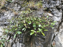 Pachystegia insignis