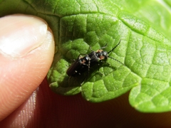 Polemius denticornis