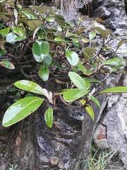 Pachystegia insignis