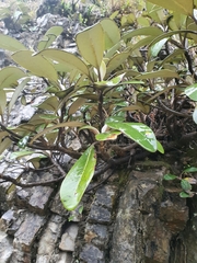 Pachystegia insignis