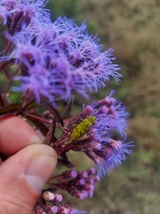 Chromolaena pulchella