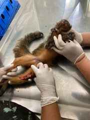 Pithecia chrysocephala