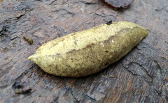 Vaginulus taunaisii