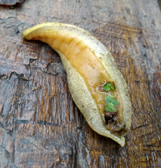 Vaginulus taunaisii