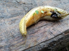 Vaginulus taunaisii