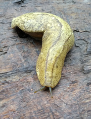 Vaginulus taunaisii