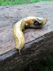 Vaginulus taunaisii