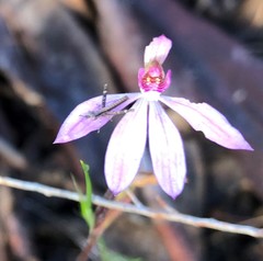 Vandiemenella viatica