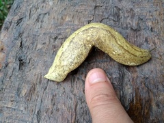 Vaginulus taunaisii
