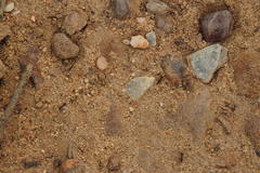 Anoplolepis steingroeveri