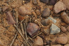 Anoplolepis steingroeveri