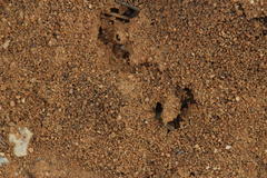 Anoplolepis steingroeveri