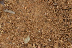 Anoplolepis steingroeveri