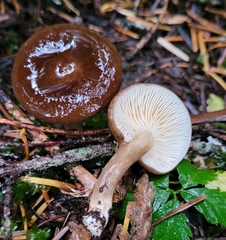 Lactarius pseudomucidus