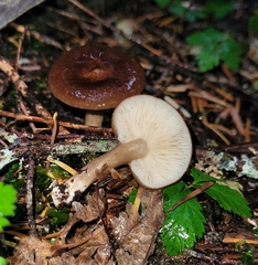 Lactarius pseudomucidus