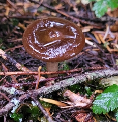 Lactarius pseudomucidus